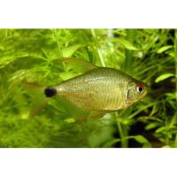 Тетра Китти (Хифессобрикон xелиактус)  Hyphessobrycon heliacus