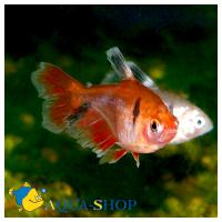 Минор вуалевый  Hyphessobrycon minor [Hyphessobrycon callistus minor]