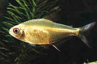 Тетра лимонная альбинос  Hyphessobrycon pulchripinnis var.