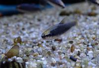 Керри Супер Блю  Inpaichthys kerri (Nematobrycon kerri)
