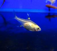 Пристелла золотая  Pristella maxillaris Gold