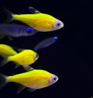 Пристелла флуоресцентная золотая  Pristella maxillaris GLO