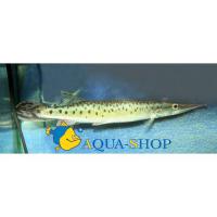 Щука харациновая пятнистая  Boulengerella maculata