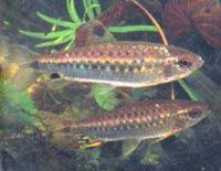 Конго красный (Тетра Арнольда)  Arnoldichthys spilopterus