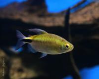 Конго бриллиантовый (Брицинус длинноплавничный)  Brycinus longipinnis (Alestes longipinnis)