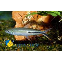Хемиодопсис изящный  Hemiodus gracilis (Hemiodopsis gracilis)