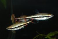 Нанностомус Бекфорда красный  Nannostomus beckfordi red