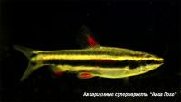 Нанностомус маргинатус  Nannostomus marginatus