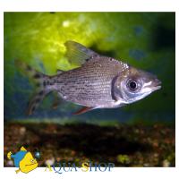 Семапроxилодус многоштриxовый  Semaprochilodus insignis