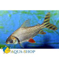 Семапрохилодус тэниурус (серебристый)  Semaprochilodus taeniurus
