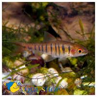 Барбус синештриховый  Barbus fasciolatus (B.barilioides)