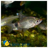 Барбус красногубый  Barbus sp.