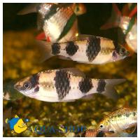 Барбус панда  Puntius fasciatus (Barbus fasciatus)