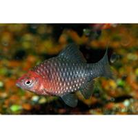 Барбус черный SPuntius nigrofasciatus (Barbus nigrofasciatus)
