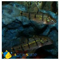 Барбус Шуберта зеленый MPuntius semifasciolatus (Barbus semifasciolatus)