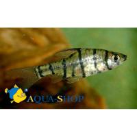 Барбус восьмиполосый  Eirmotus octozona (Puntius octazona)