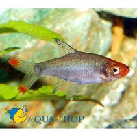 Савбва  Sawbwa resplendens