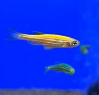 Данио рерио Золотой  Danio rerio (Brachydanio rerio)