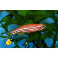Данио рерио флуоресцентная (Glo Fish) L