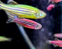 Данио рерио Вишня  Danio rerio var. Cherry (Brachydanio rerio)