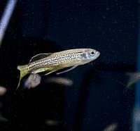 Данио леопардовый  Danio frankei (Brachydanio frankei)