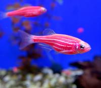 Данио рерио Алый  Danio rerio (Brachydanio rerio)