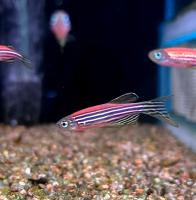 Данио рерио Красный  Danio rerio (Brachydanio rerio)