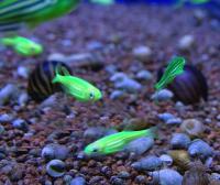 Данио рерио Мятный  Danio rerio (Brachydanio rerio)