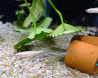 Данио кормовой  Danio sp.