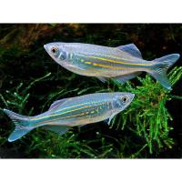 Данио малабарский  Devario aequipinnatus (Danio aequipinnatus, D.malabaricus)