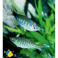 Данио патирана  Devario pathirana (Danio pathirana)