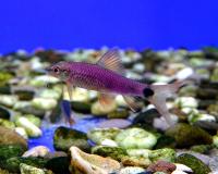 Кроссоxейл сетчатый Фиолетовый  Crossocheilus reticulatus