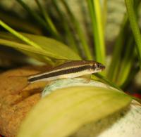 Гарра камбоджийская  Garra cambodgiensis