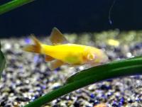 Лабео Оранжевый  Epalzeorhynchos frenatus var. Orange