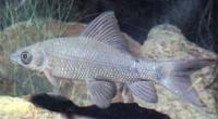 Лабео черный  Labeo chrysophekadion (Morulius chrysophekadion)
