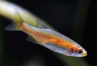 Микрорасбора красноватая  Microrasbora rubescens
