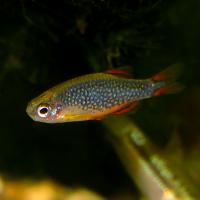 Микрорасбора Галактика  Danio margaritatus (Celestichthys margaritatus)