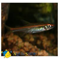 Расбора краснолинейная  Rasbora pauciperforata