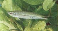Люциосома темнобокая  Luciosoma spilopleura