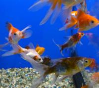 Золотые рыбки разные  Carassius auratus var.