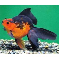 Риукин красно-черный  Carassius auratus var.