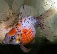 Жемчужина красно-белая  Carassius auratus var.