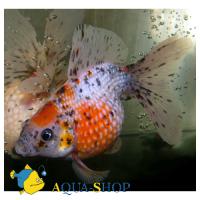 Жемчужина ситцевая  Carassius auratus var.