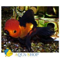 Оранда красно-черная  Carassius auratus var.