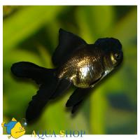 Оранда черная  Carassius auratus var.