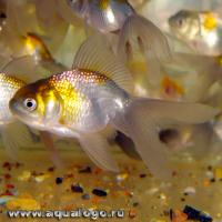 Оранда голубая  Carassius auratus var.