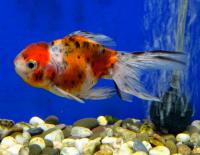 Оранда Тайская ситцевая  Carassius auratus var.