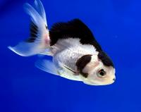 Оранда Панда  Carassius auratus var.