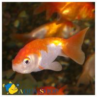 Рэнчу  Carassius auratus var.