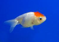 Рэнчу красная шапочка  Carassius auratus var.